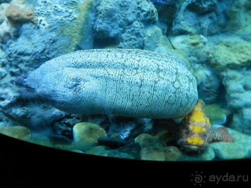 Генуя - аквариум