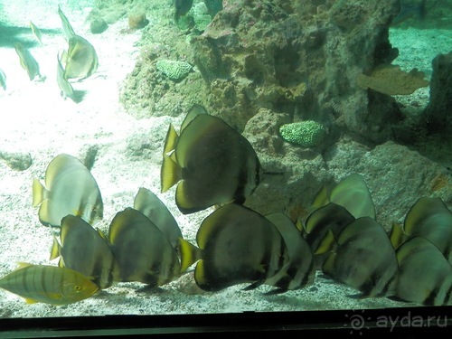 Генуя - аквариум