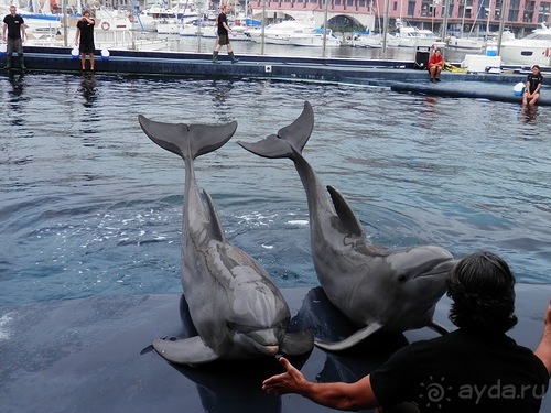 Генуя - аквариум