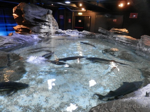 Генуя - аквариум