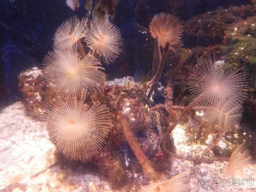 Генуя - аквариум