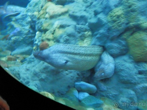 Генуя - аквариум