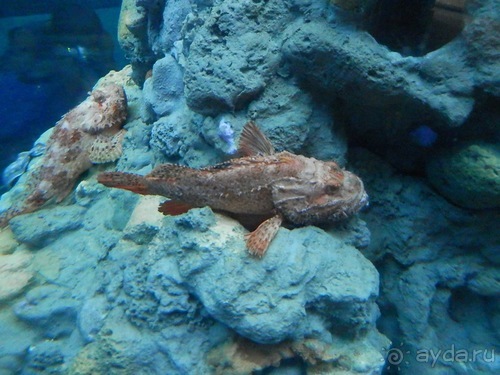 Генуя - аквариум