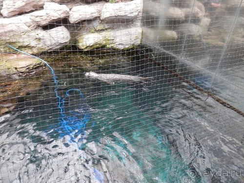 Генуя - аквариум