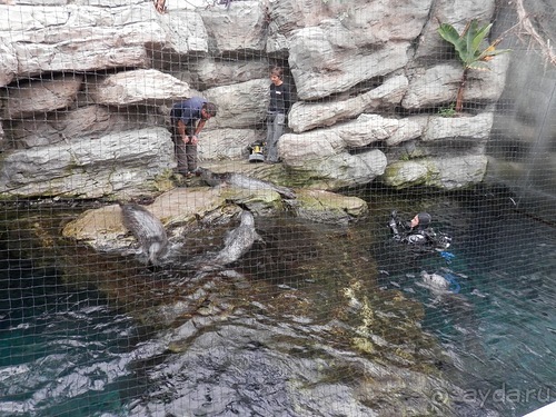 Генуя - аквариум