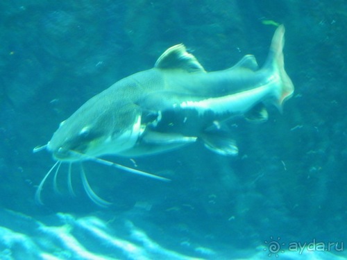 Генуя - аквариум