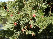 Копенгаген