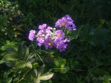 Крым. Никитский ботанический сад