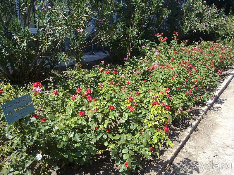 Крым. Никитский ботанический сад