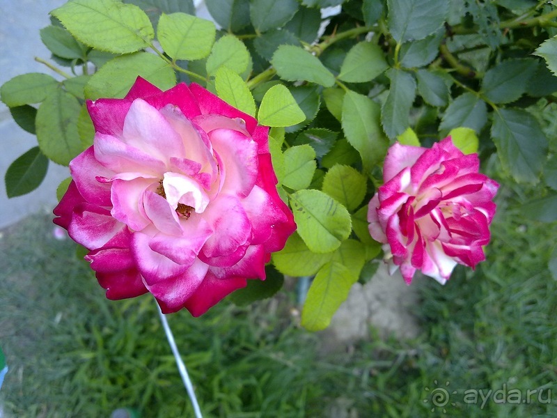 Крым. Никитский ботанический сад