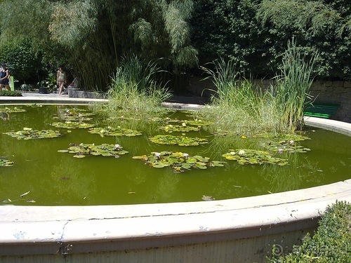 Крым. Никитский ботанический сад