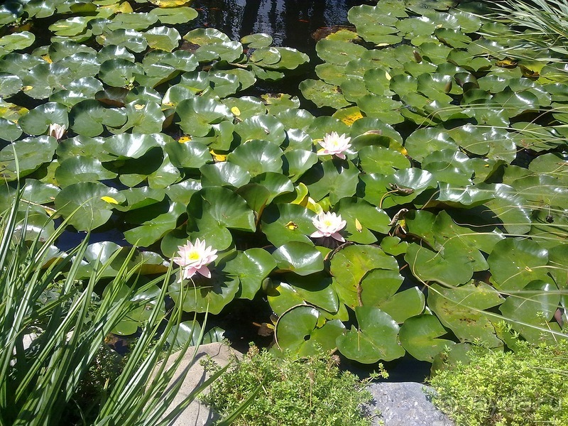 Крым. Никитский ботанический сад