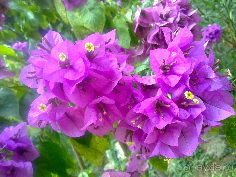 Крым. Никитский ботанический сад