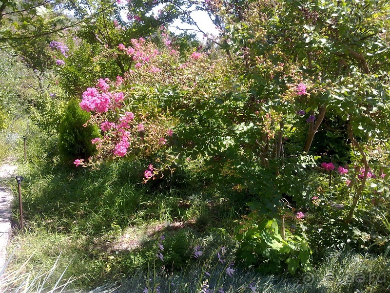 Крым. Никитский ботанический сад