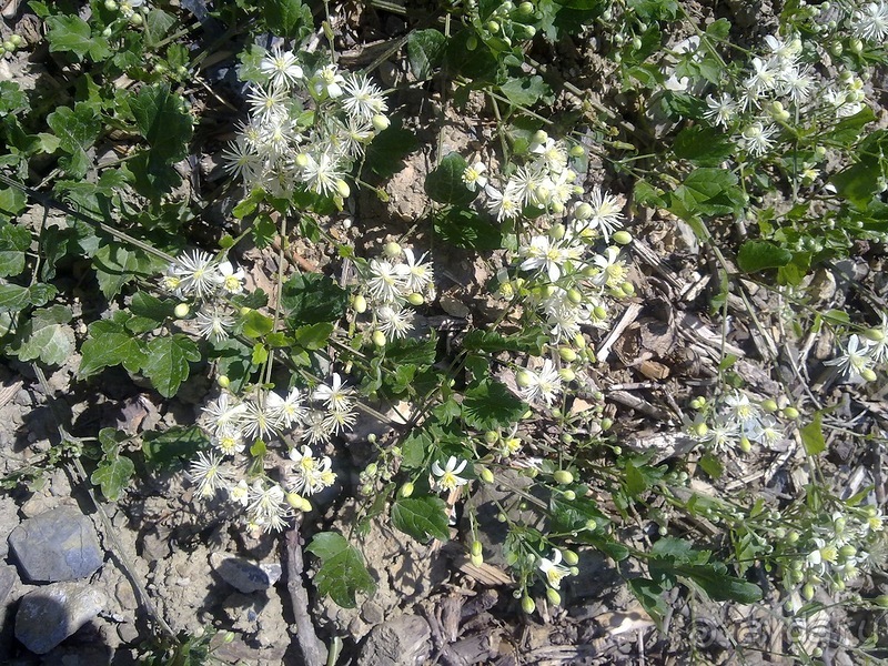 Крым. Никитский ботанический сад