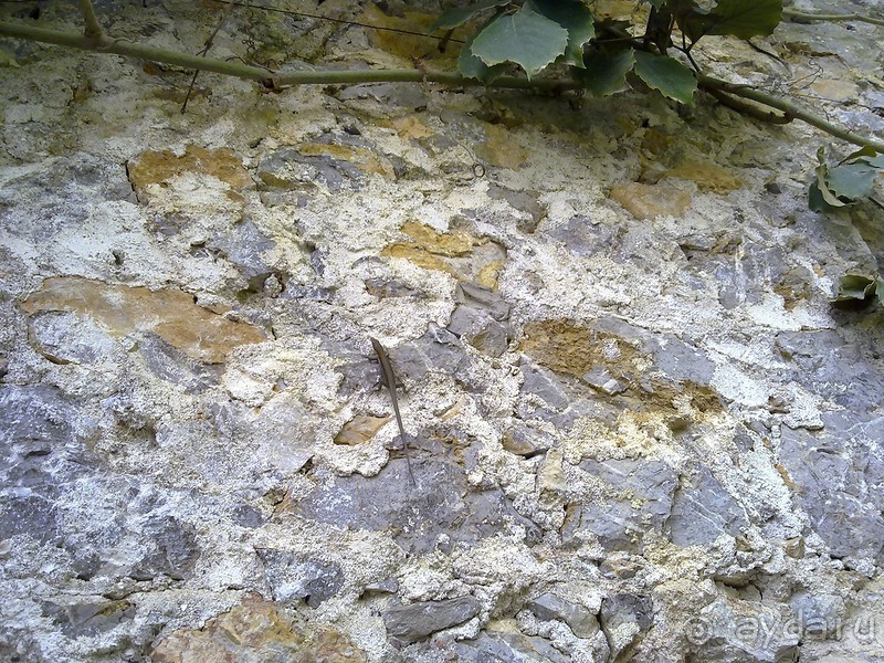 Крым. Никитский ботанический сад