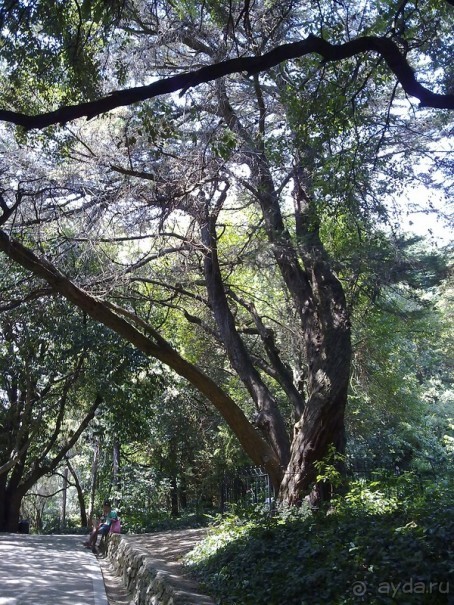 Крым. Никитский ботанический сад