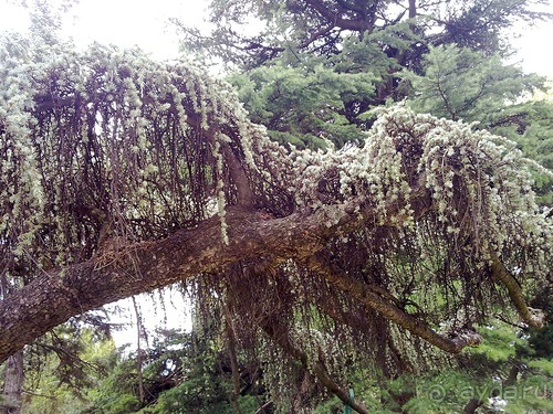 Крым. Никитский ботанический сад