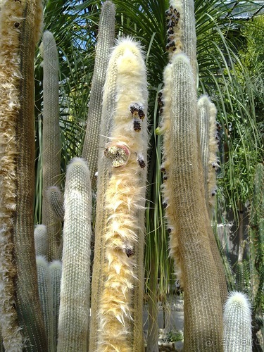 Крым. Никитский ботанический сад