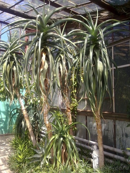 Крым. Никитский ботанический сад