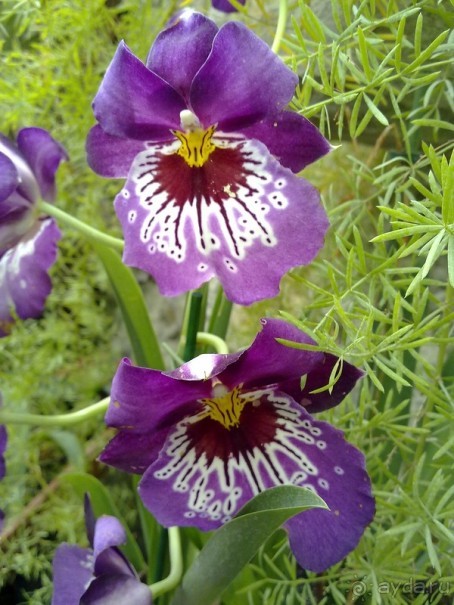 Крым. Никитский ботанический сад