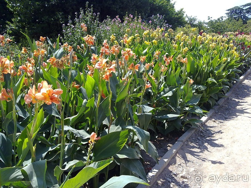 Крым. Никитский ботанический сад