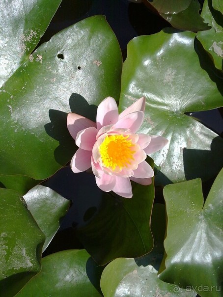 Крым. Никитский ботанический сад