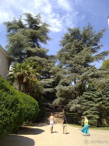 Крым. Никитский ботанический сад