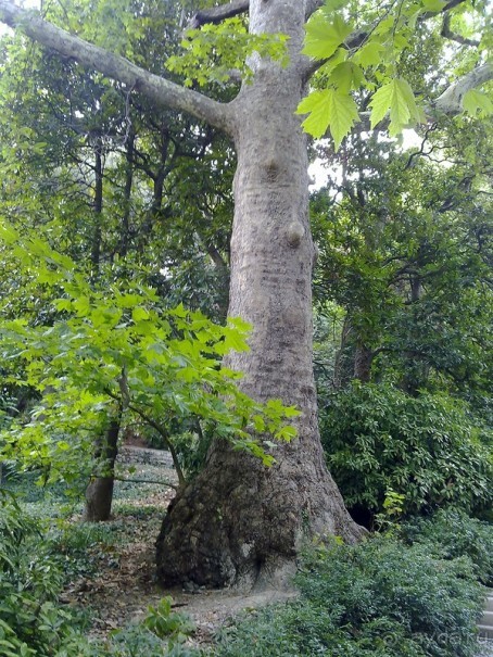 Крым. Никитский ботанический сад