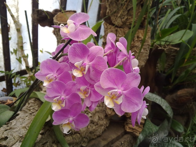 Крым. Никитский ботанический сад