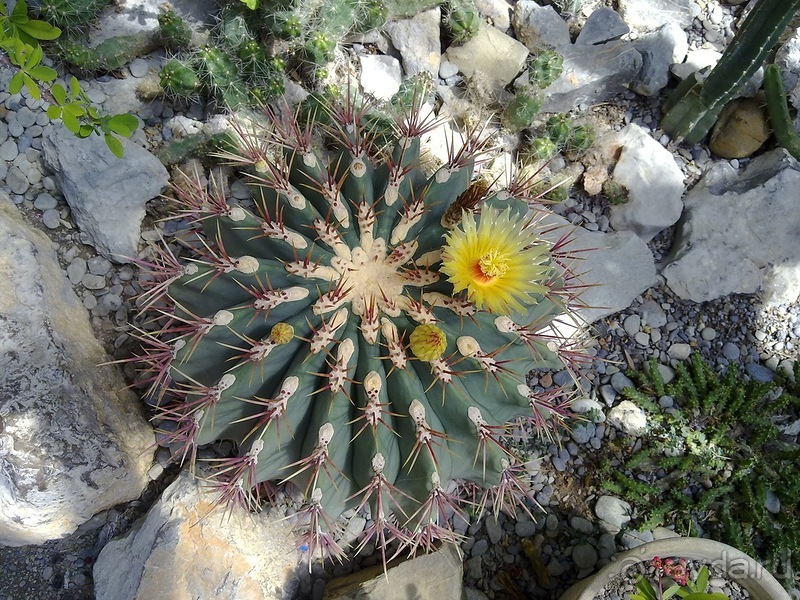 Крым. Никитский ботанический сад