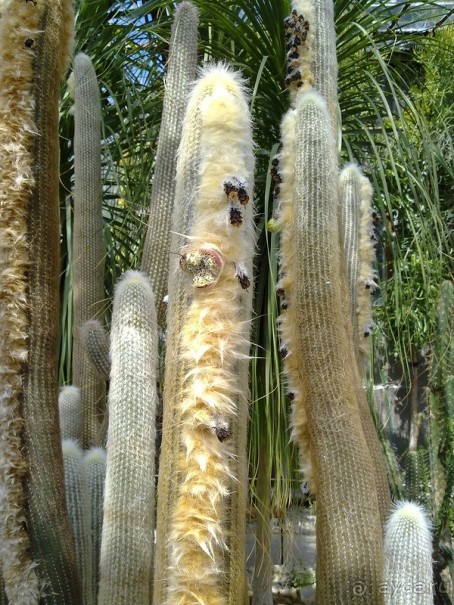 Крым. Никитский ботанический сад