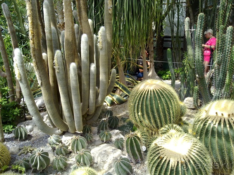 Крым. Никитский ботанический сад