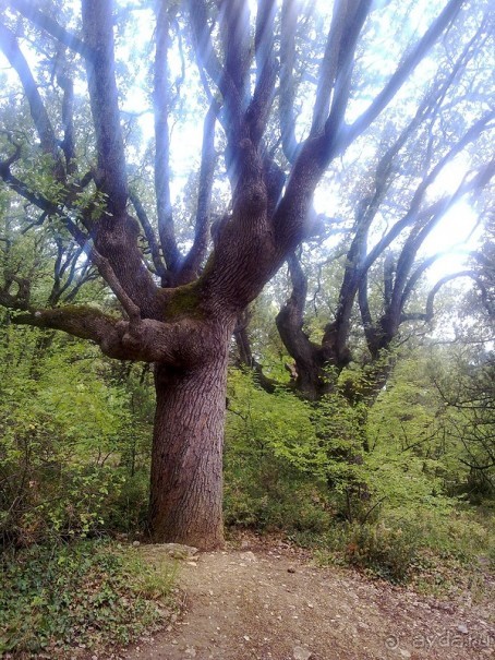 Крым. Никитский ботанический сад