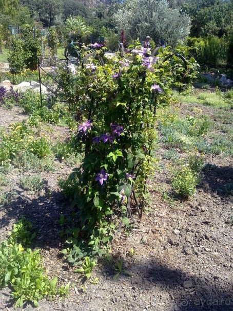 Крым. Никитский ботанический сад