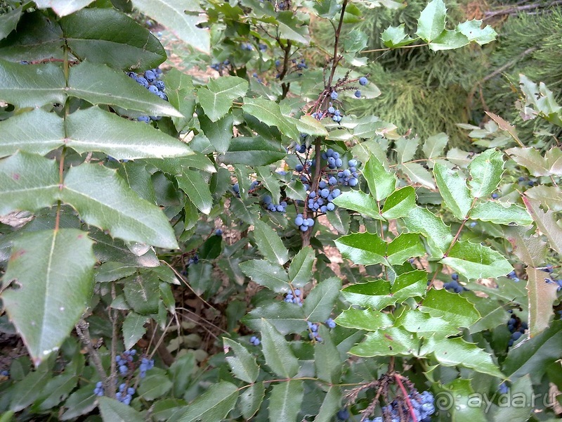 Крым. Никитский ботанический сад