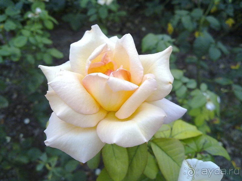 Крым. Никитский ботанический сад