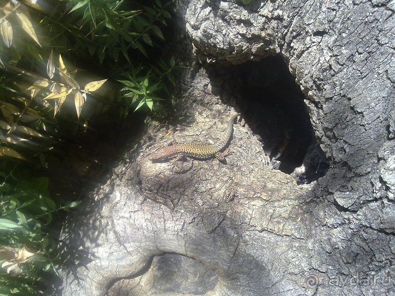 Крым. Никитский ботанический сад