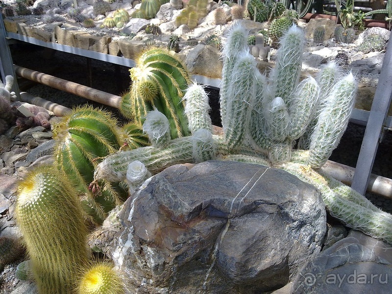 Крым. Никитский ботанический сад