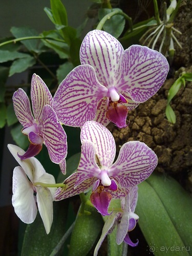 Крым. Никитский ботанический сад