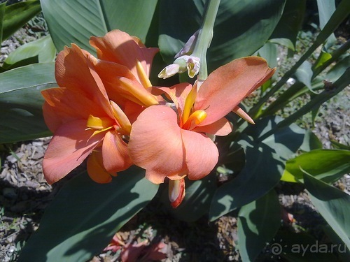 Крым. Никитский ботанический сад