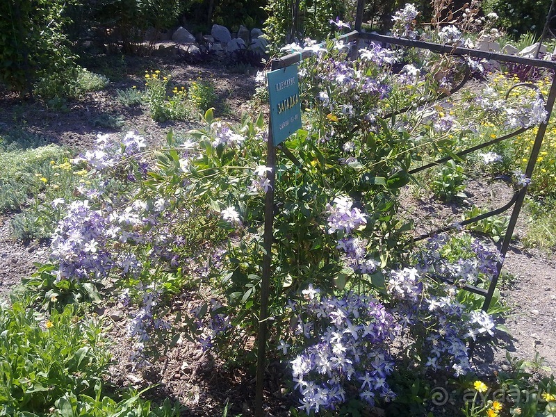 Крым. Никитский ботанический сад