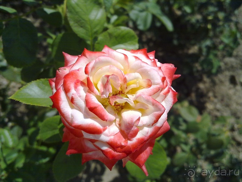 Крым. Никитский ботанический сад