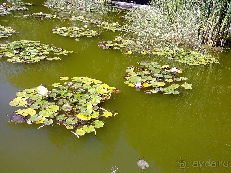 Крым. Никитский ботанический сад