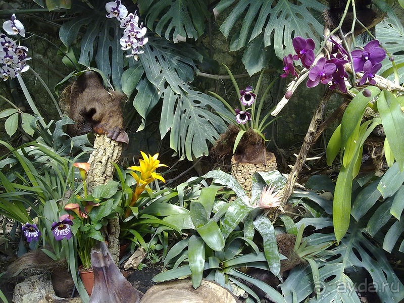 Крым. Никитский ботанический сад