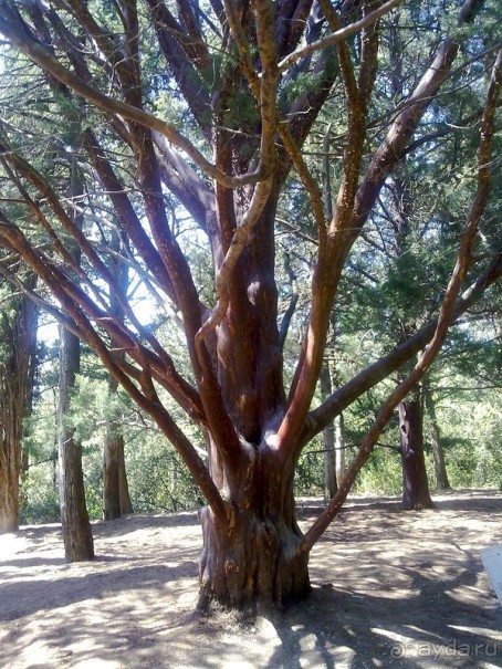 Крым. Никитский ботанический сад