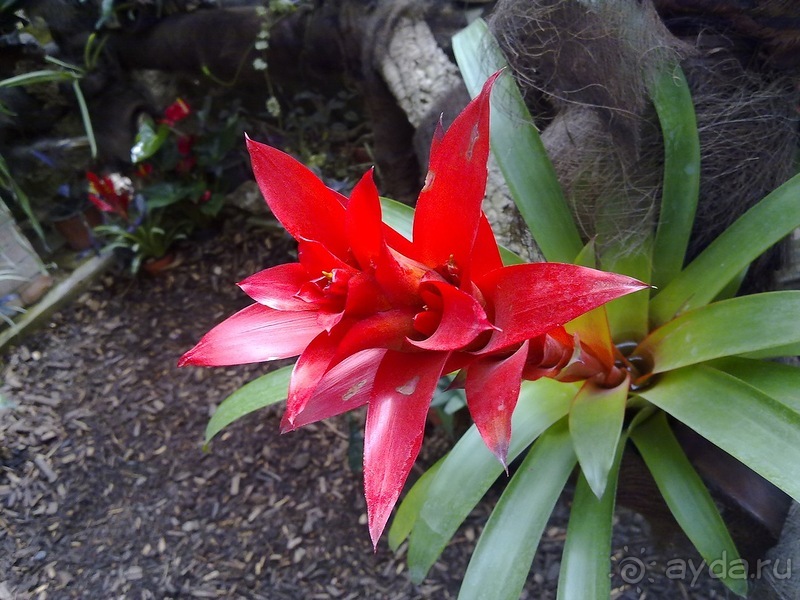 Крым. Никитский ботанический сад