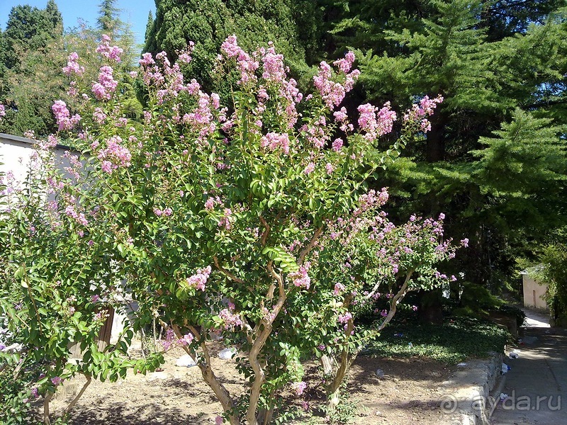 Крым. Никитский ботанический сад