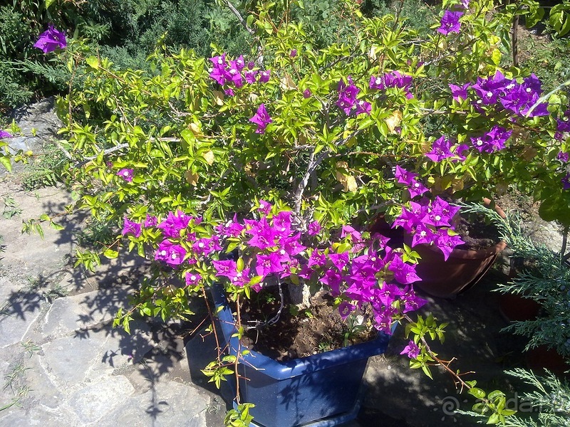 Крым. Никитский ботанический сад