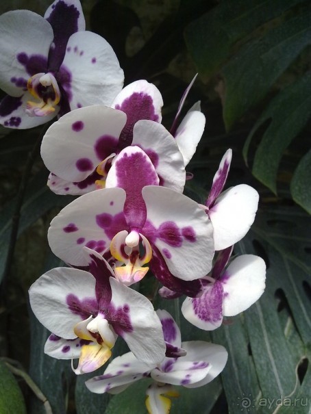 Крым. Никитский ботанический сад